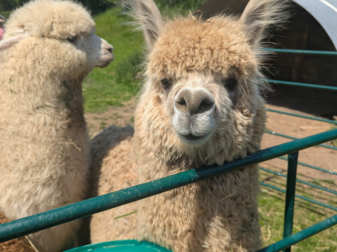 Bell Farm Alpacas-Pensford必去景点