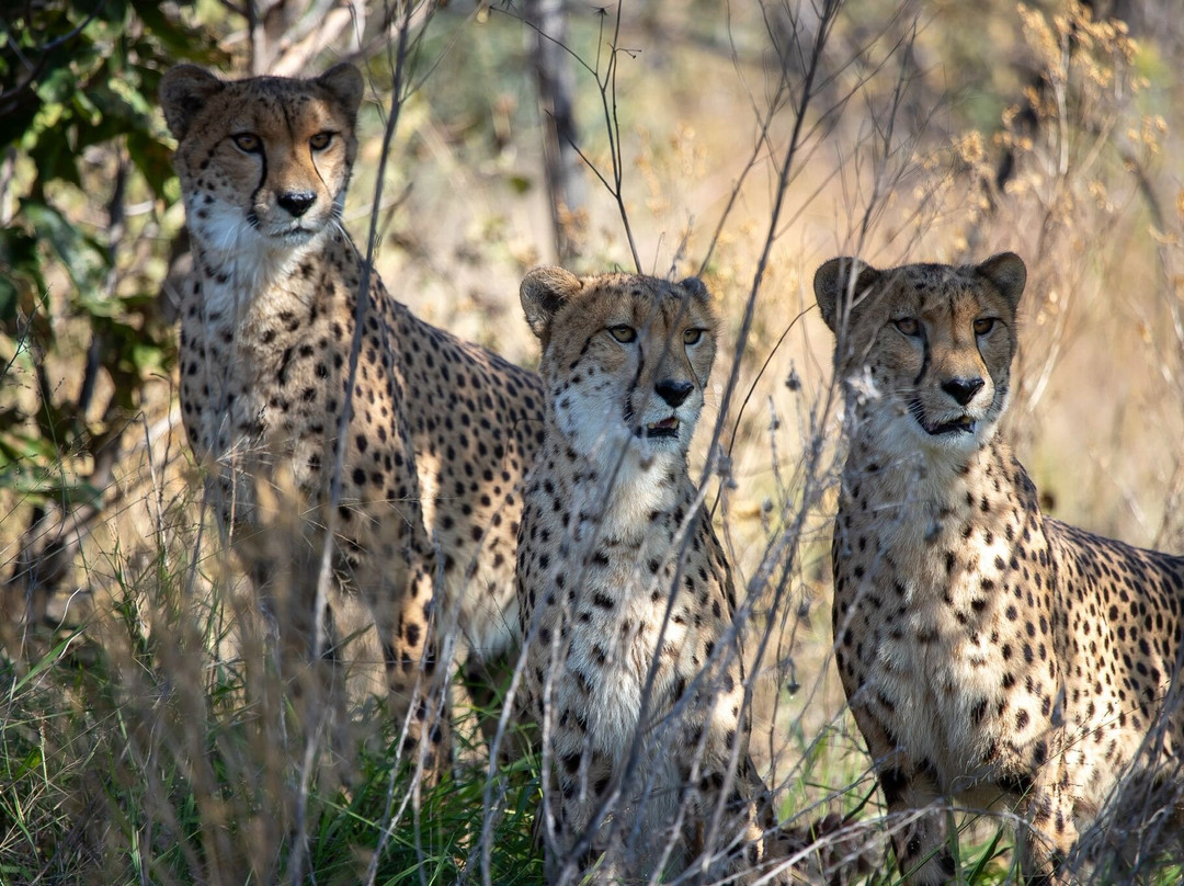 Ann van Dyk Cheetah Centre-哈特比斯普特必去景点