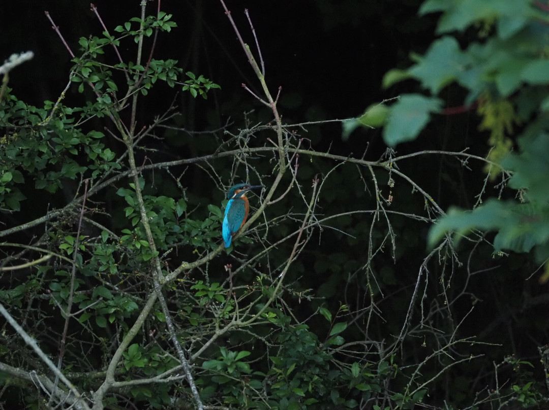 GG Wildlife Experiences Ltd-Goring-on Thames必去景点