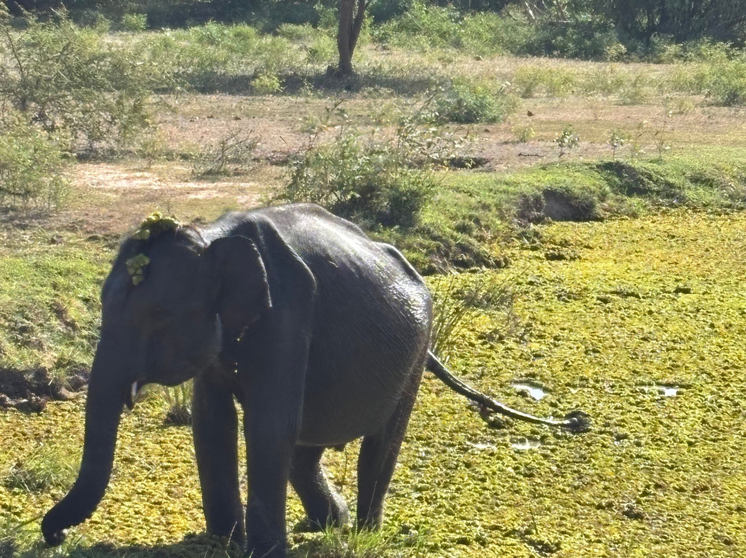 Sri Lankan Spring Tours-蒂瑟默哈拉默必去景点