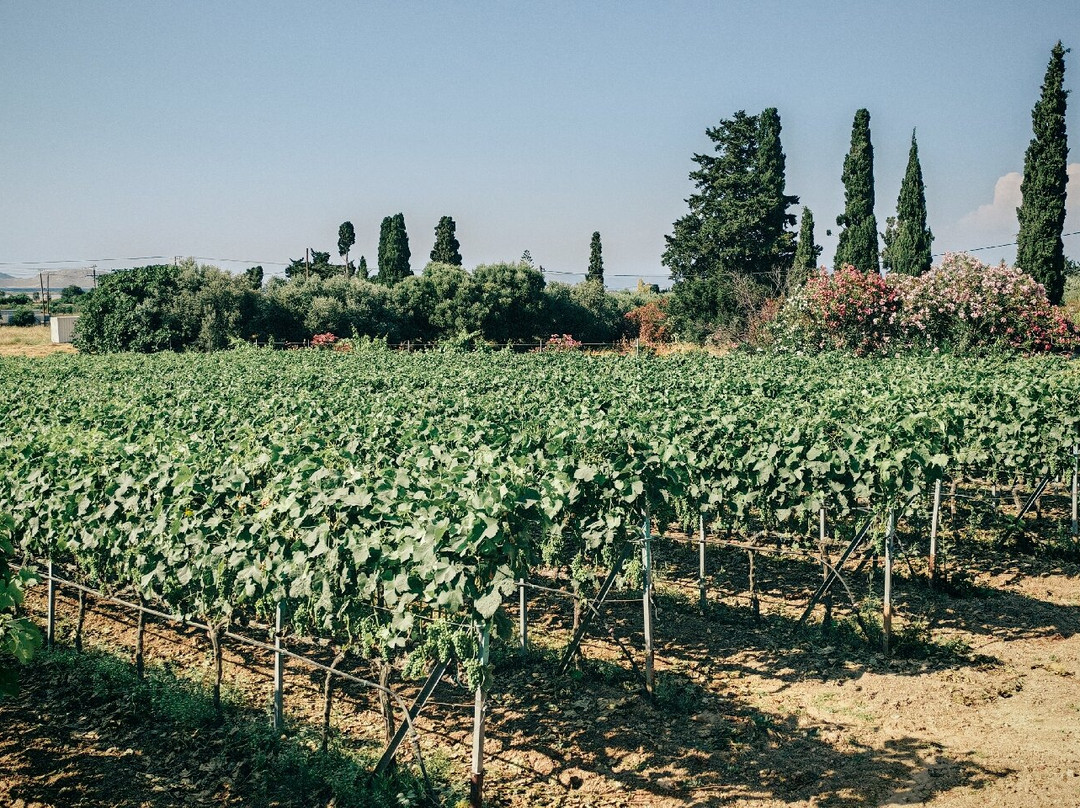 Petra Marinou Winery-Linopotis必去景点