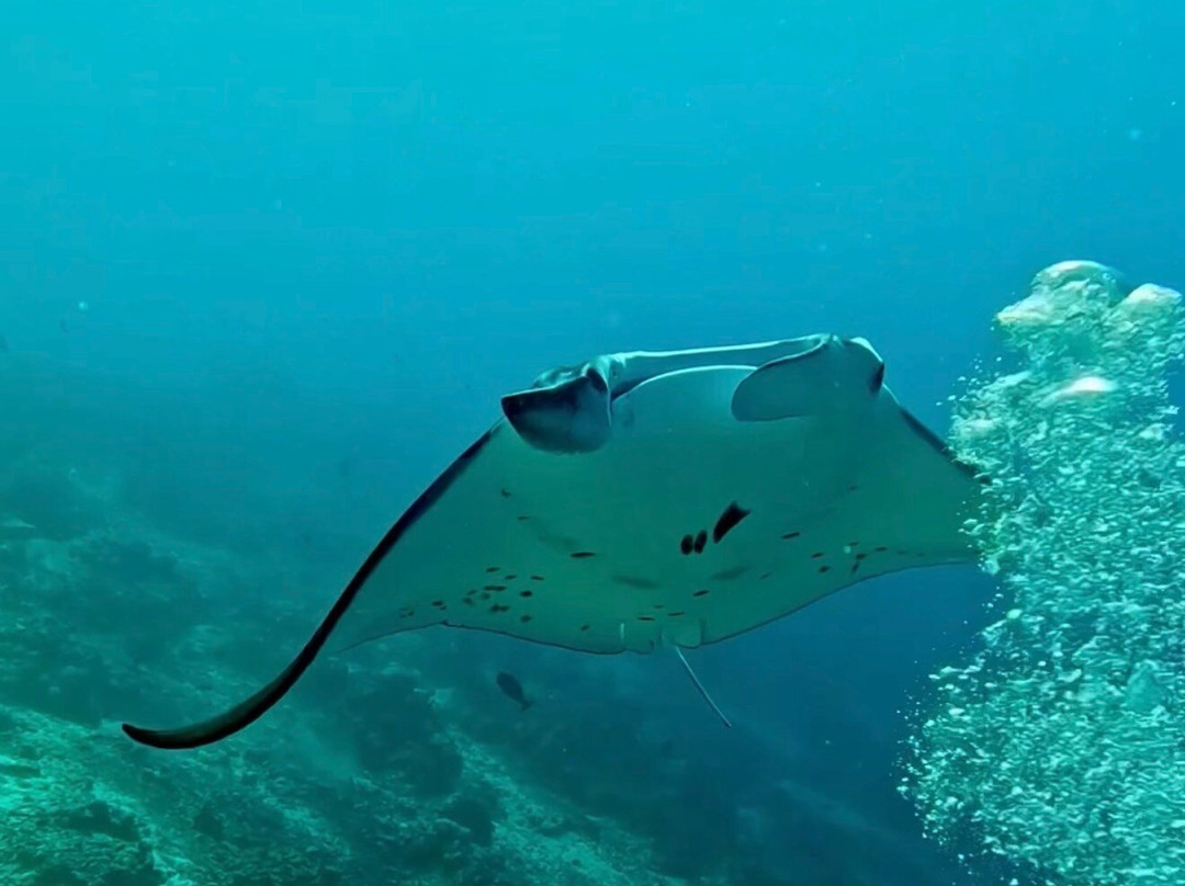 Thoddoo Diving Center-图杜岛必去景点