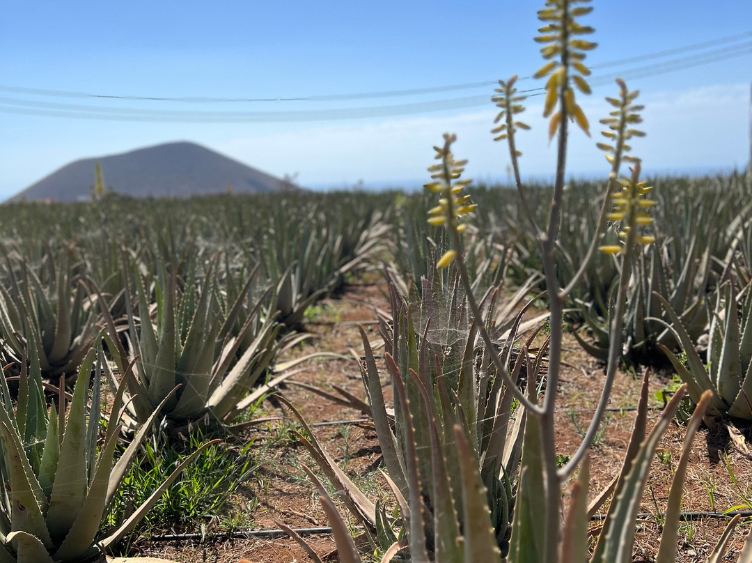 Finca Canarias Aloe Vera-Guimar必去景点