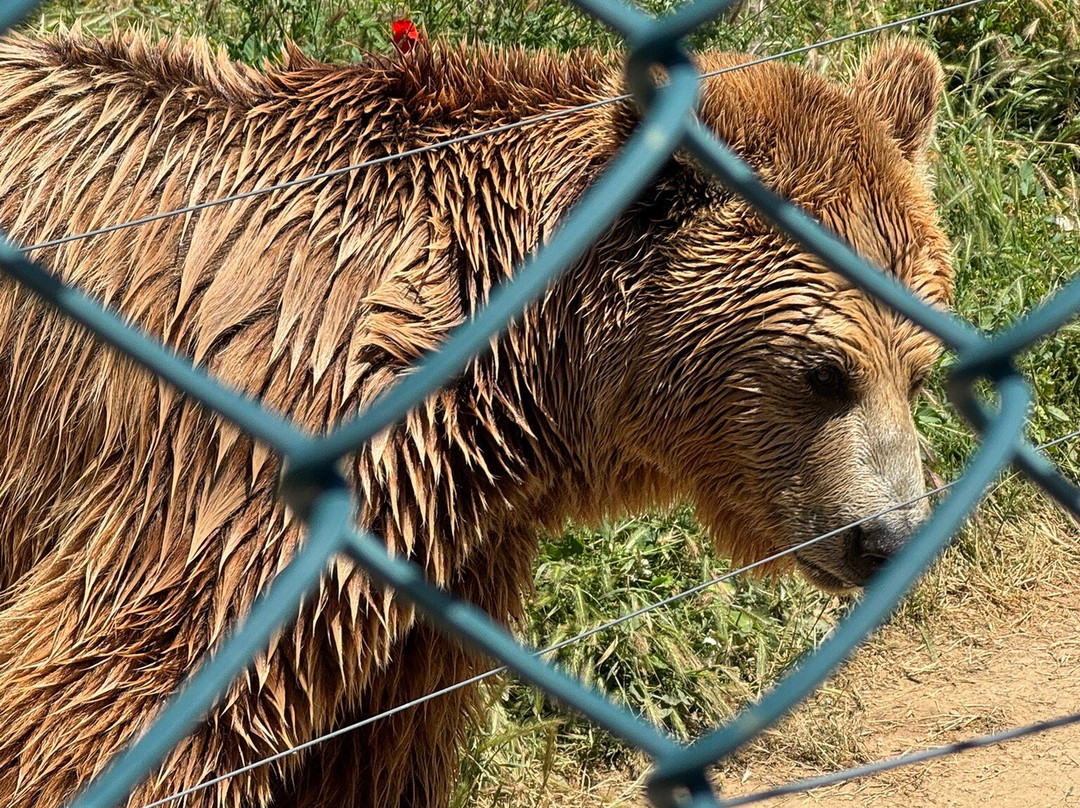 BEAR SANCTUARY Prishtina-普里什蒂纳必去景点