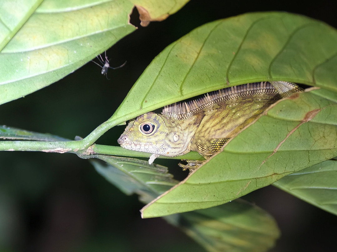 1StopBorneo Wildlife-斗湖必去景点