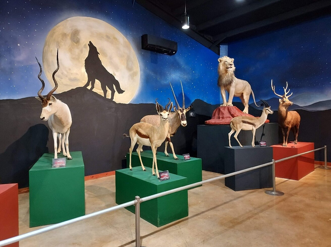 Bandera Natural History and Art Museum-Bandera必去景点