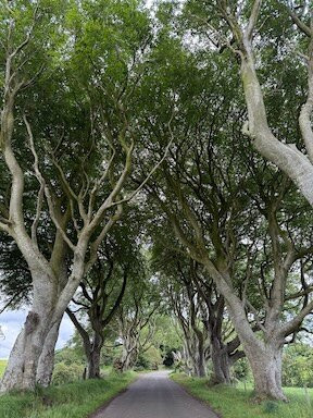 The Dark Hedges-巴利马尼必去景点