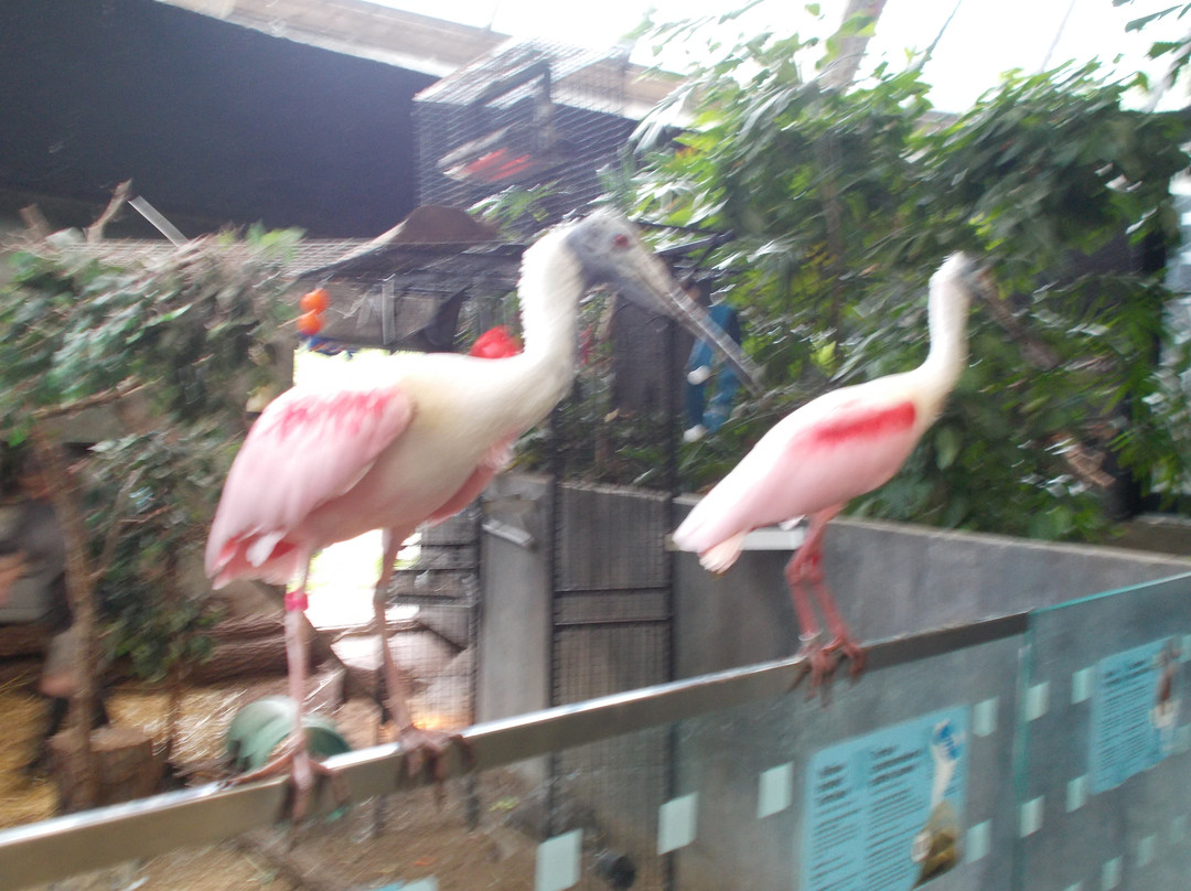 Assiniboine Park Zoo-温尼伯必去景点