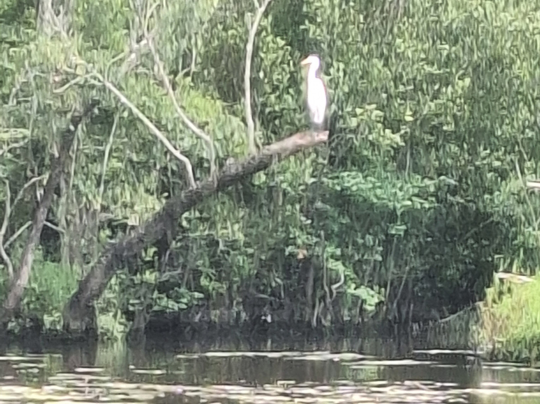 Waccamaw River Tours-美特尔海滩必去景点