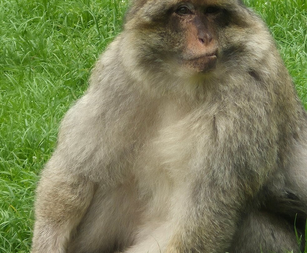 Trentham Monkey Forest-特伦特河畔斯托克必去景点