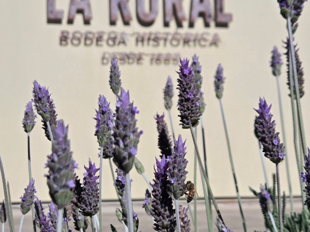 Bodega La Rural Wine Museum-门多萨省必去景点