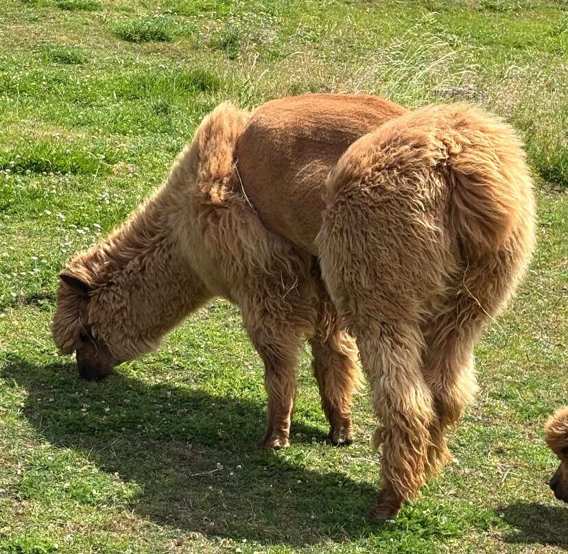Alpaca Alpaca At Leven Valley-Yarm必去景点