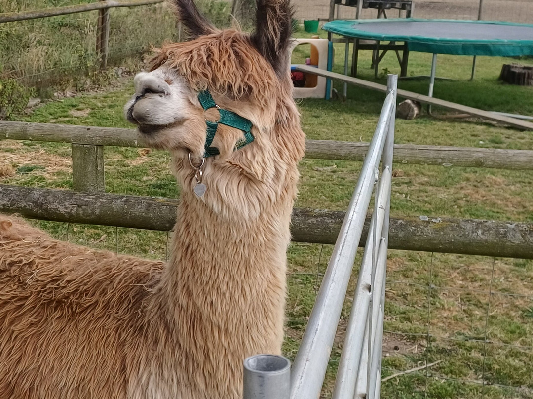 Pennybridge Farm Alpacas-胡克必去景点