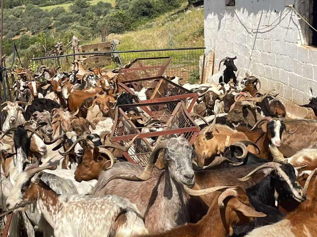 Sofie's Goat Farm-Argos必去景点