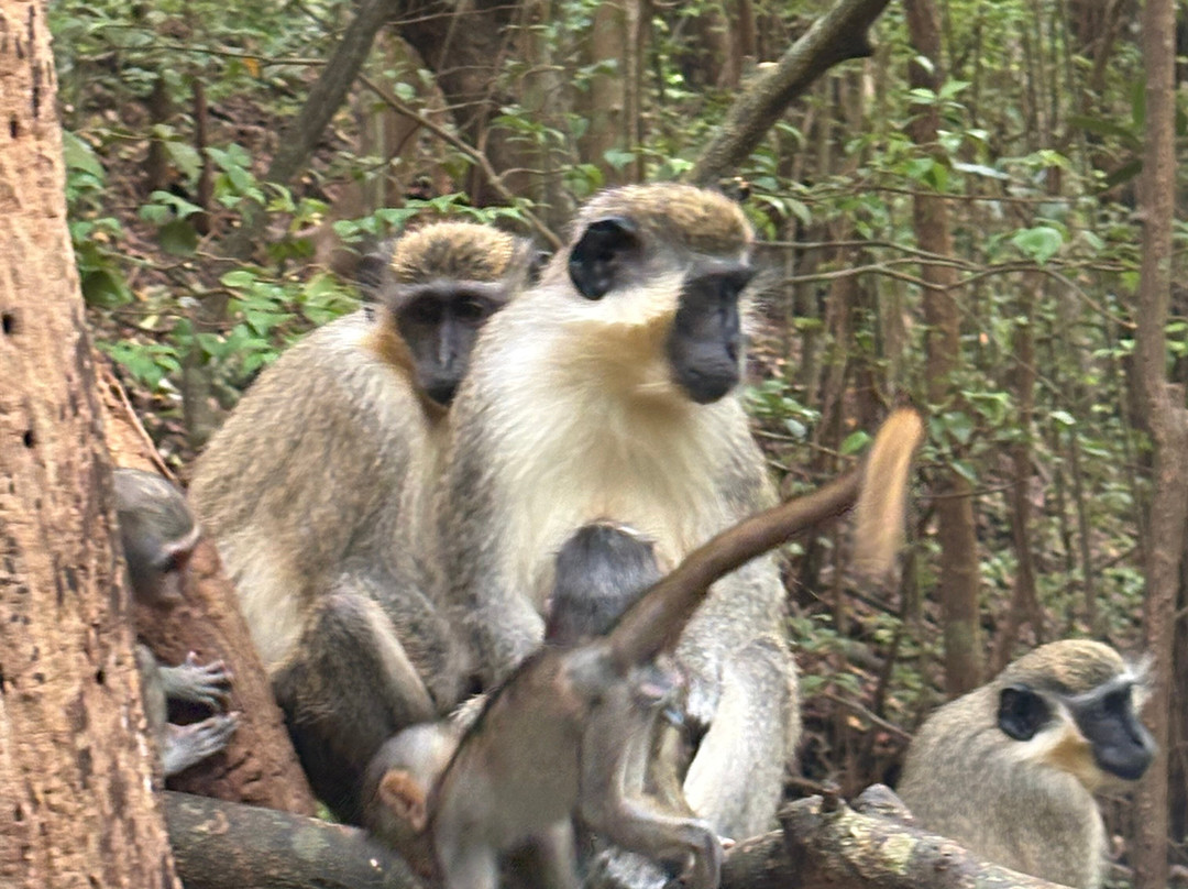 Barbados Wildlife Reserve-Saint Peter Parish必去景点