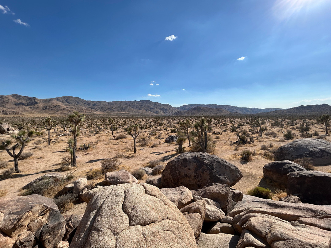 Joshua Tree National Park-约书亚树必去景点