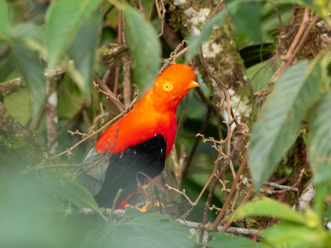 San Jorge Eco-Lodge & Botanical Reserve主图