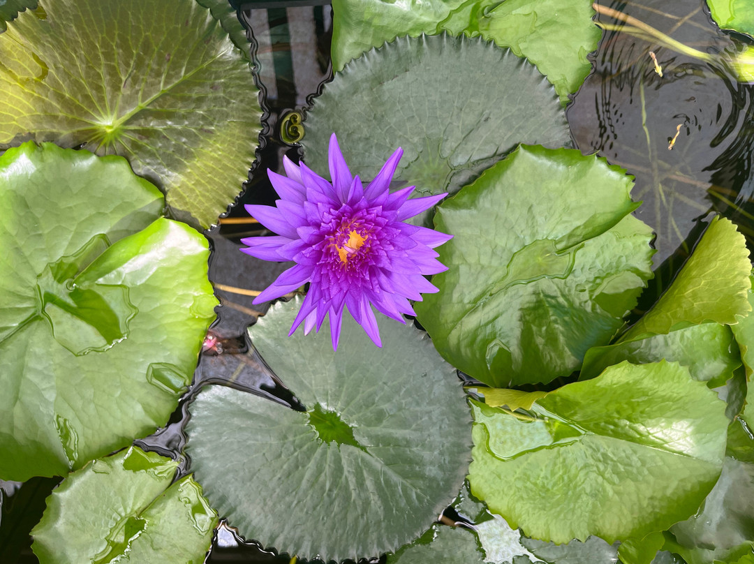 Botanical Garden-布拉迪斯拉发必去景点