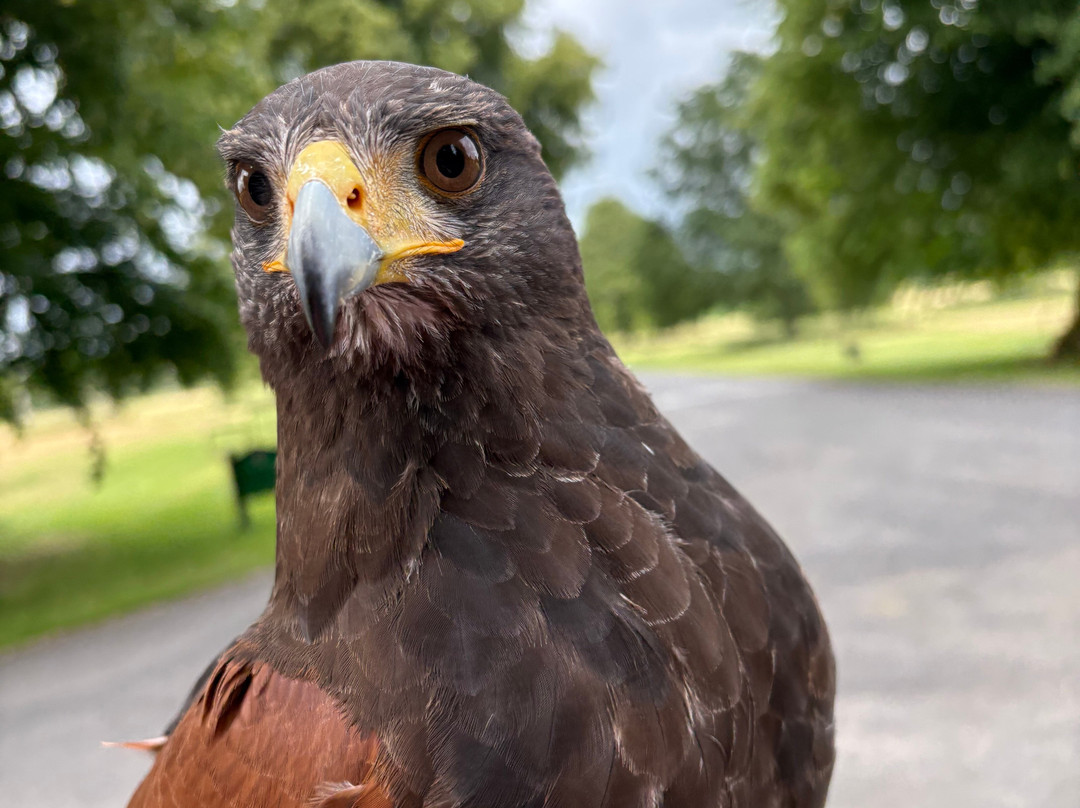 Dublin Falconry-Castleknock必去景点