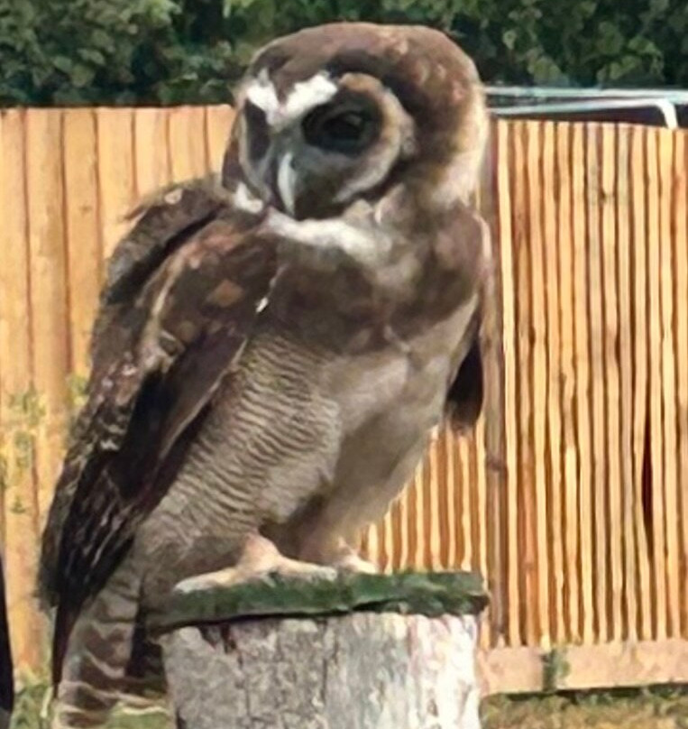 Suffolk Owl Sanctuary-Stonham Aspal必去景点