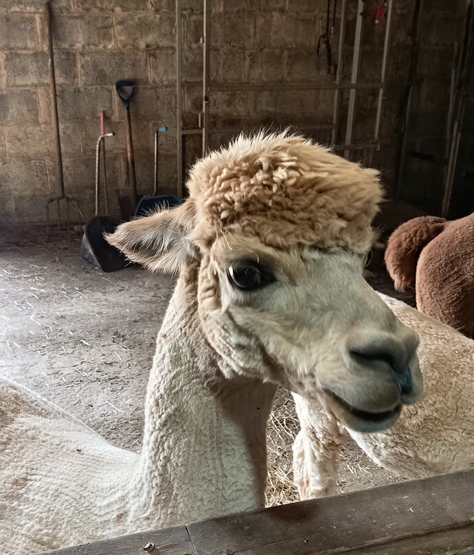 Woolley Animals Farm Park-Winkleigh必去景点