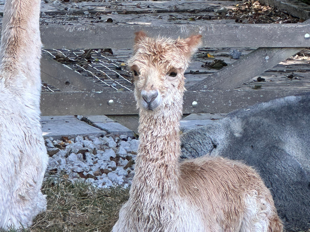 Alpaca Walking - With Spring Farm Alpacas-Fletching必去景点