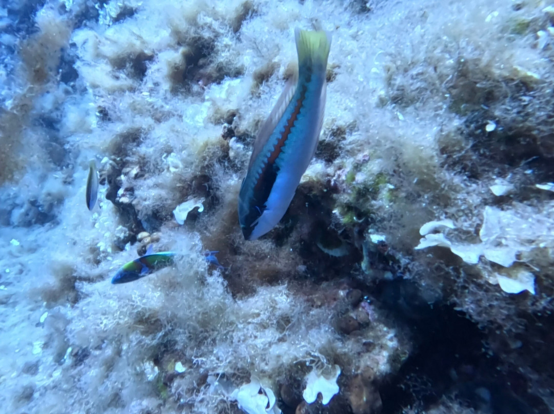 Orca Diving Ustica-Ustica必去景点
