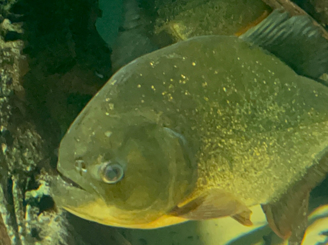 Aquarium Of The Amazon-伊基托斯必去景点