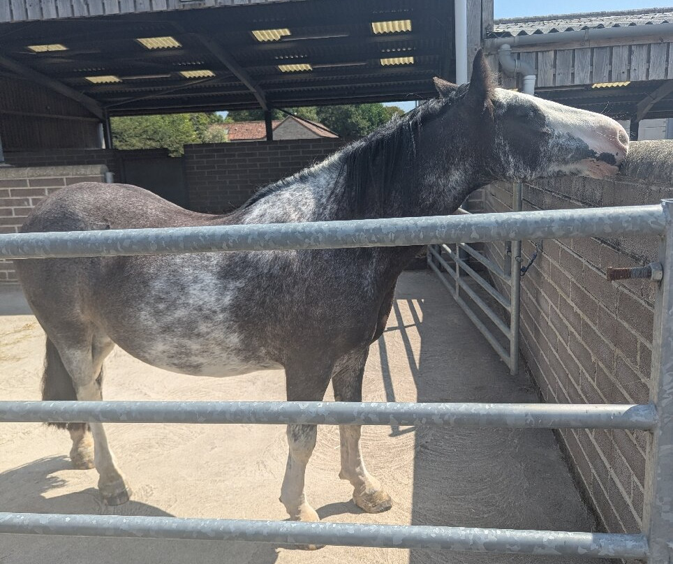 World Horse Welfare - Glenda Spooner Farm-Somerton必去景点