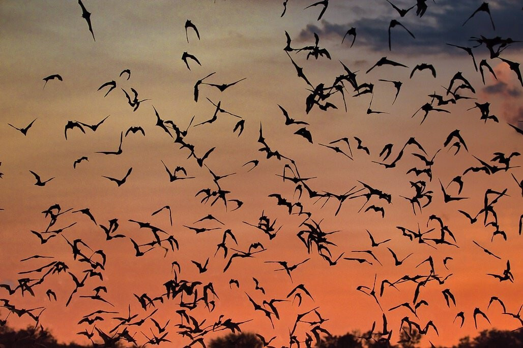 Frio Bat Flight Tours-Concan必去景点
