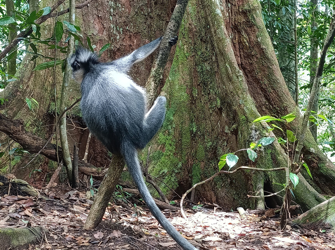Wild Sumatra Adventure-Bohorok必去景点