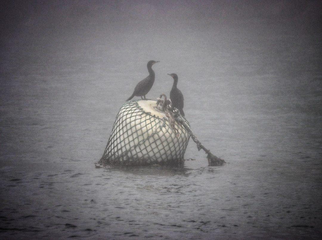 Petit Pasage Whale Watch-East Ferry必去景点