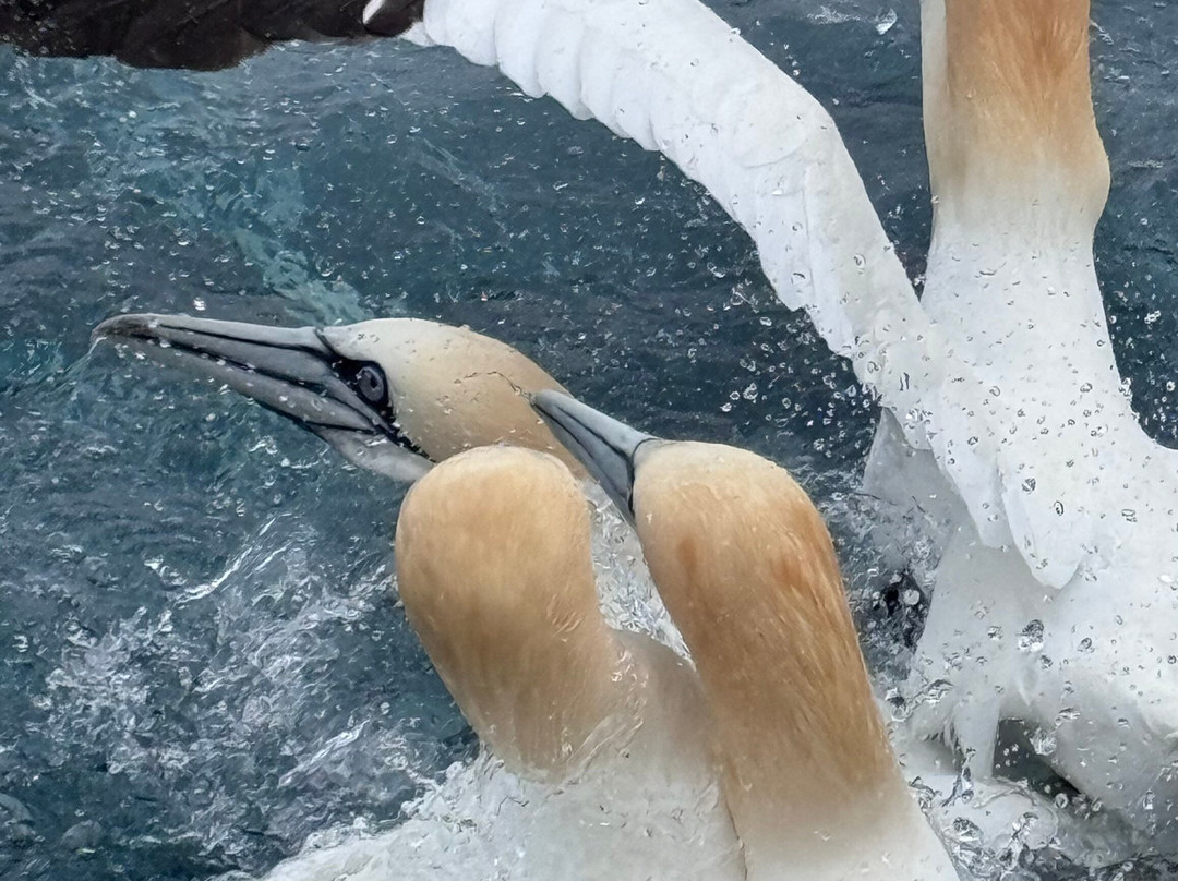 Shetland Seabird Tours - The Noss Boat-Lerwick必去景点