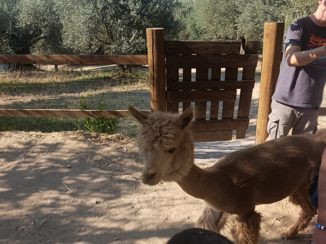 Basilicata Alpaca-Acerenza必去景点