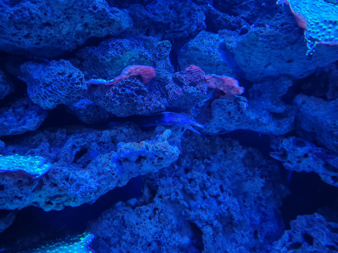 Oceanarium Akvamir-海参崴必去景点