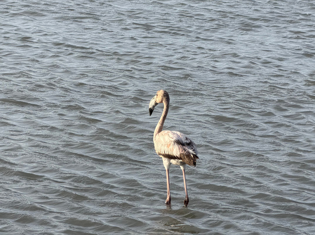 Flamingo Sanctuary Sint Willibrordus-Sint Willibrordus必去景点