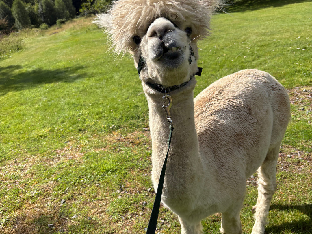 Alpacaly Ever After-Portinscale必去景点