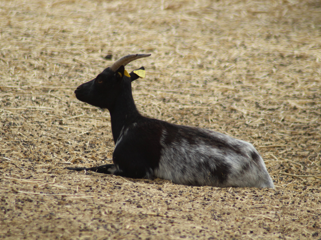 Badoca Safari Park-Santiago do Cacem必去景点
