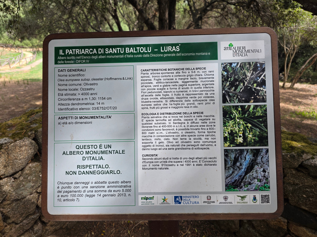Olivastri Millenari di Santo Baltolu-Luras必去景点