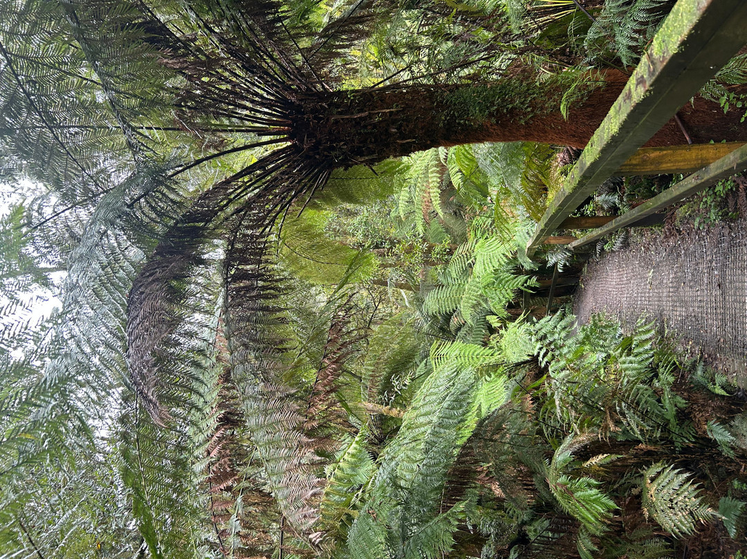 Hopetoun Falls-Beech Forest必去景点