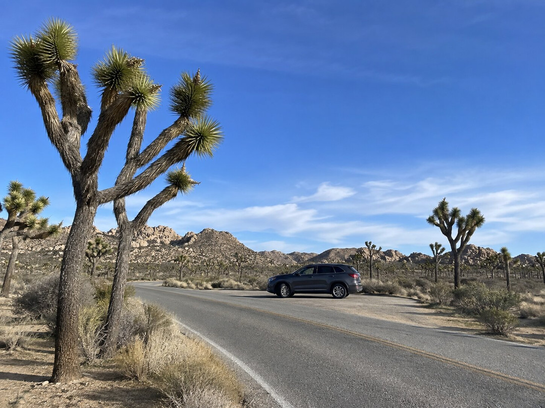 Joshua Tree National Park-约书亚树必去景点