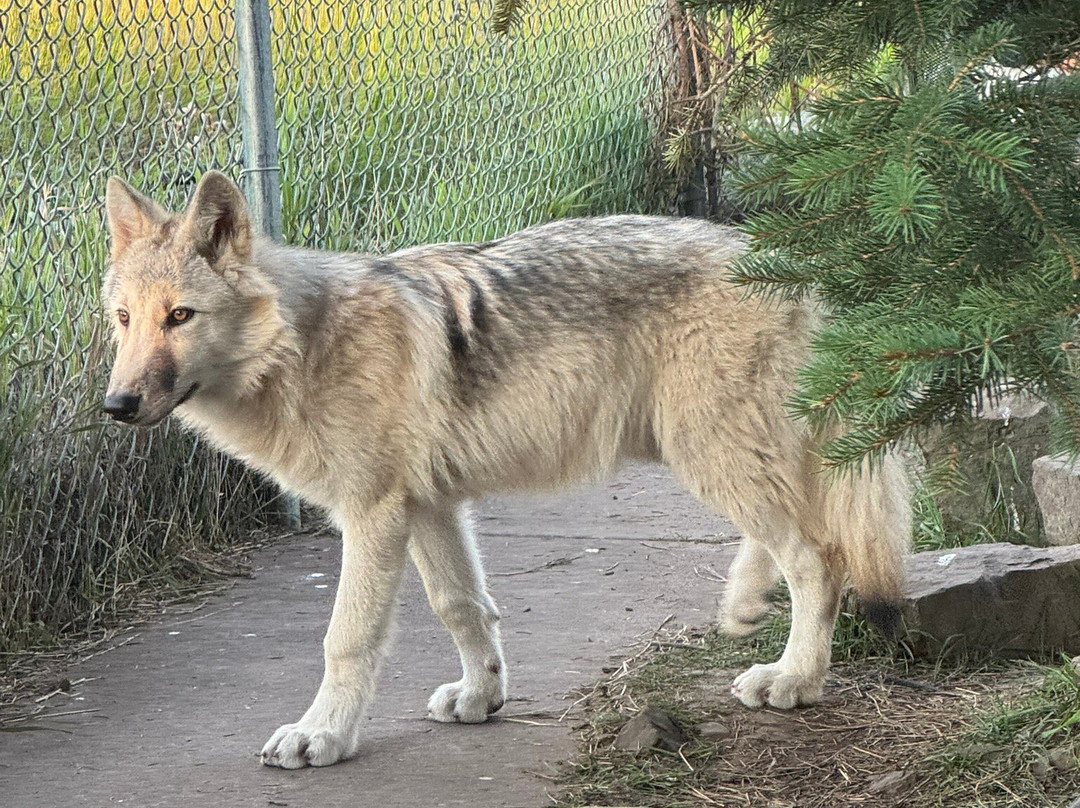 Howlers Inn Bed & Breakfast and Wolf Sanctuary主图
