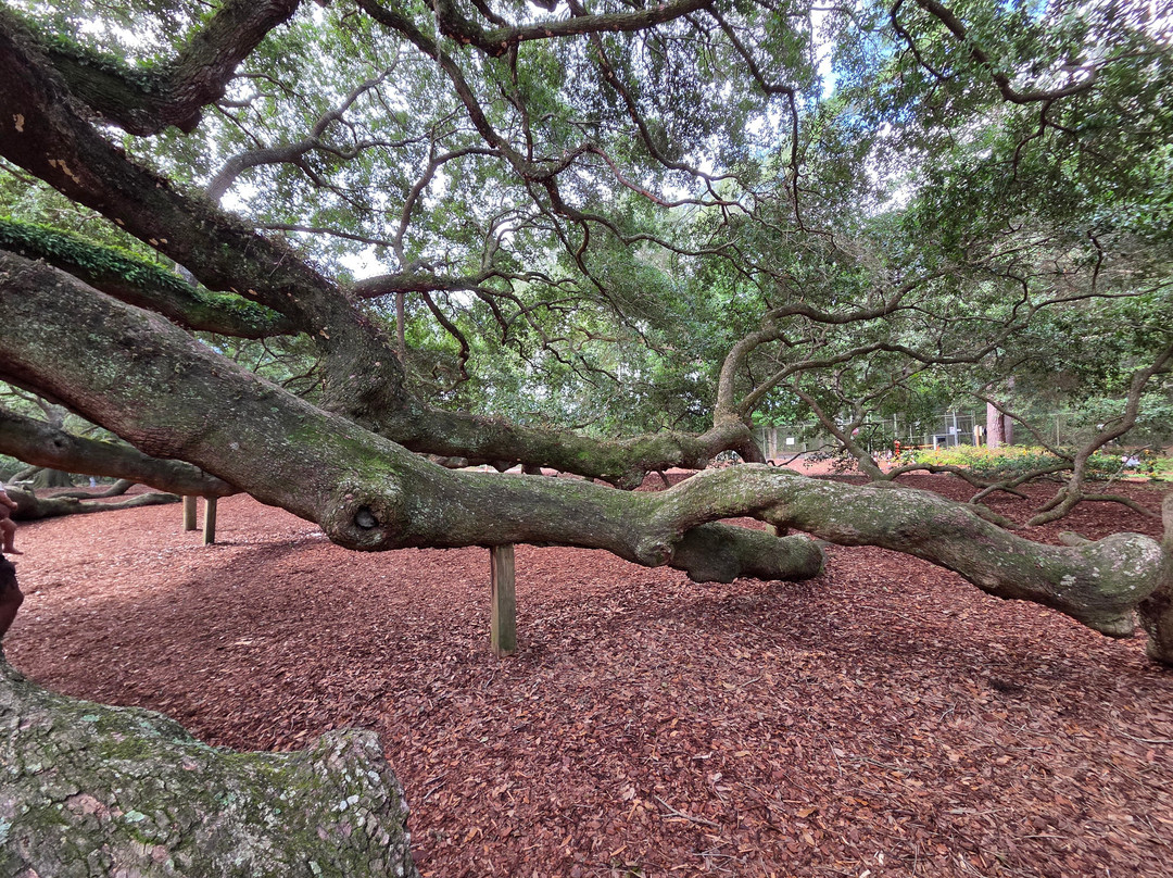 Angel Oak Tree-Johns Island必去景点