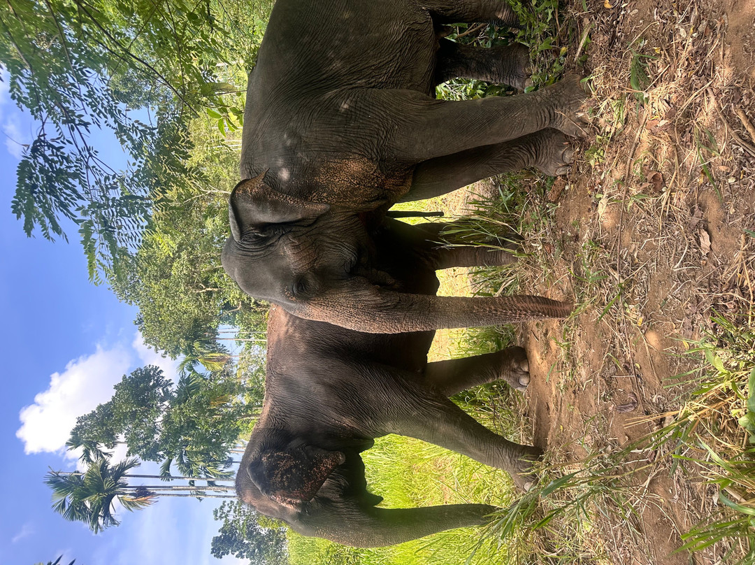 Elephant Freedom Project-凯格勒 必去景点