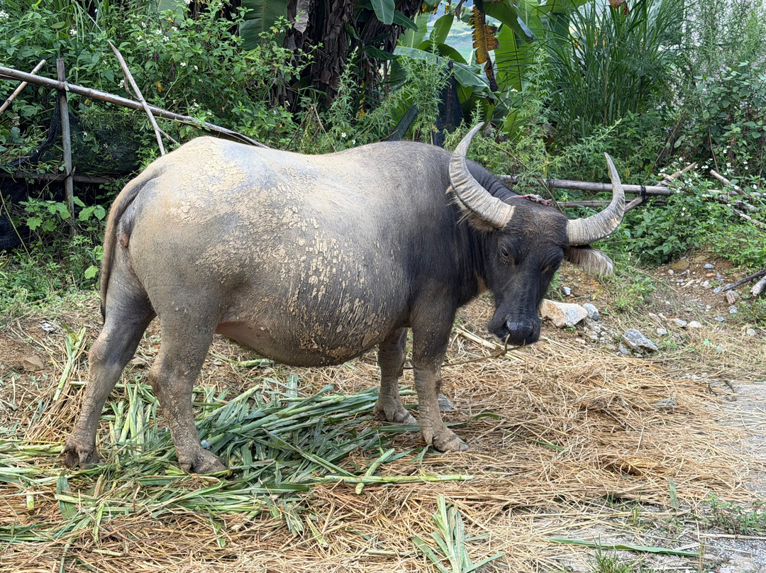 Bac Ha Discovery Trek-Bac Ha必去景点