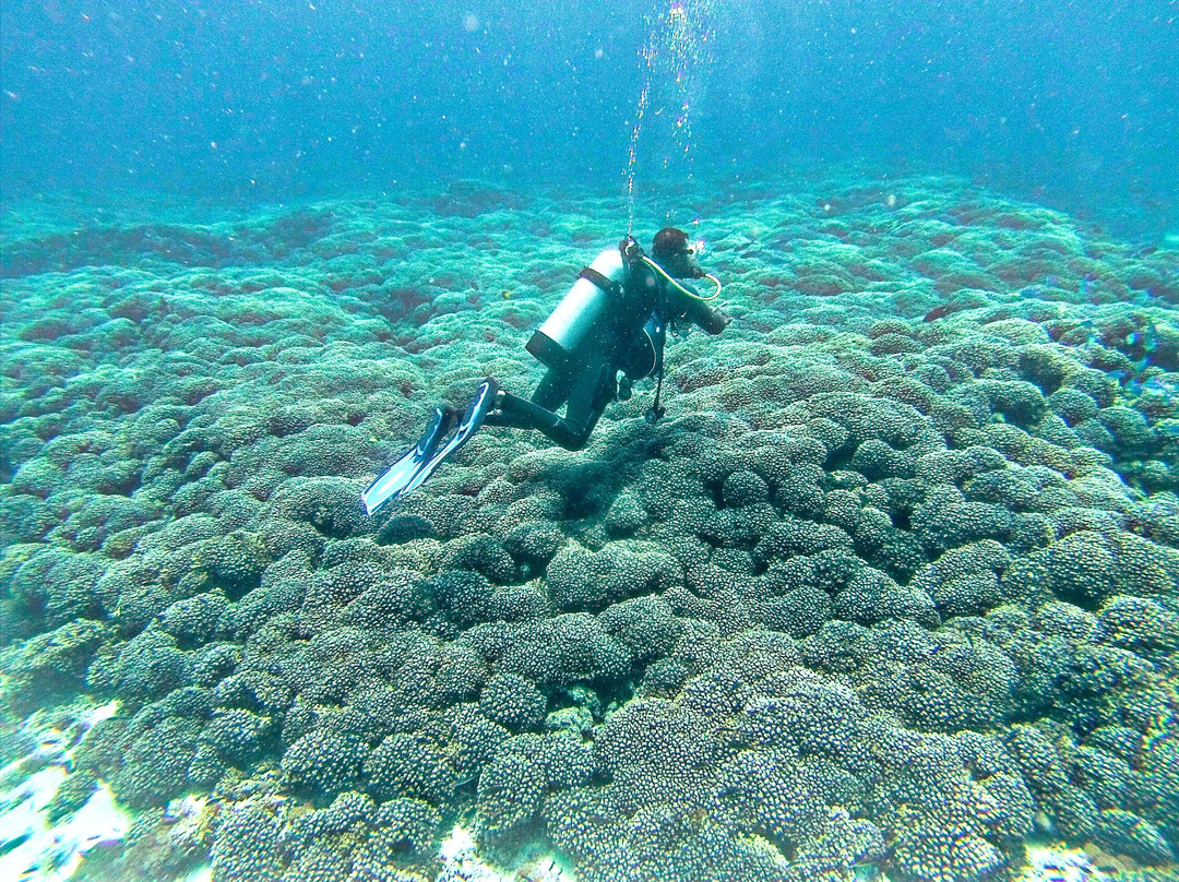 Seaoman Dive-Al Mussanah必去景点