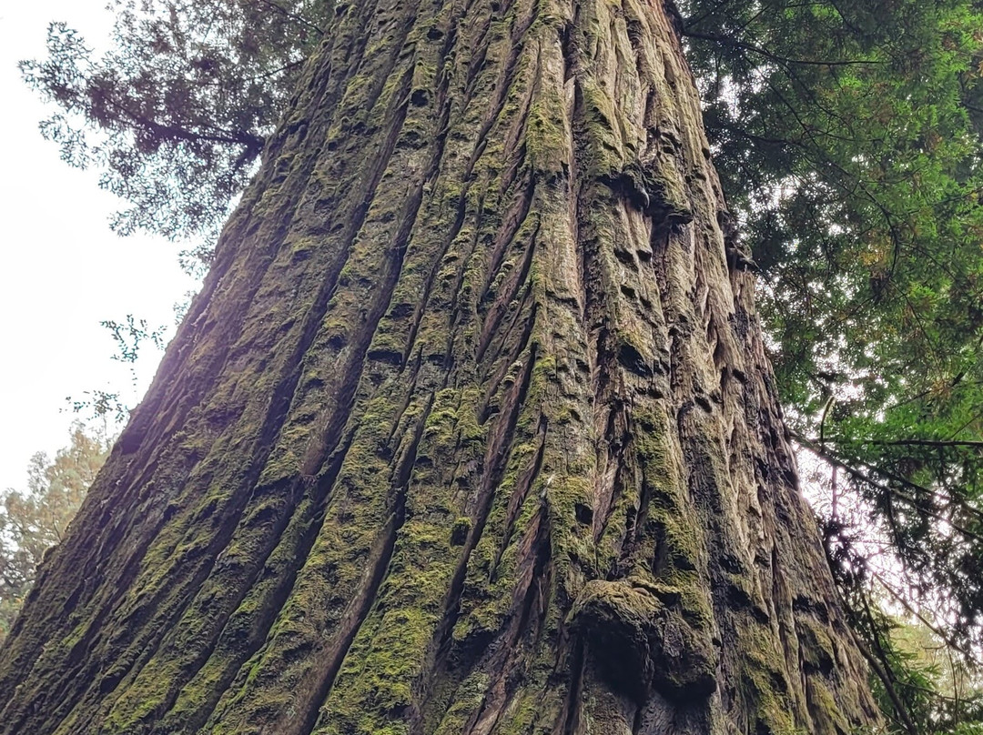 Big Tree-Orick必去景点