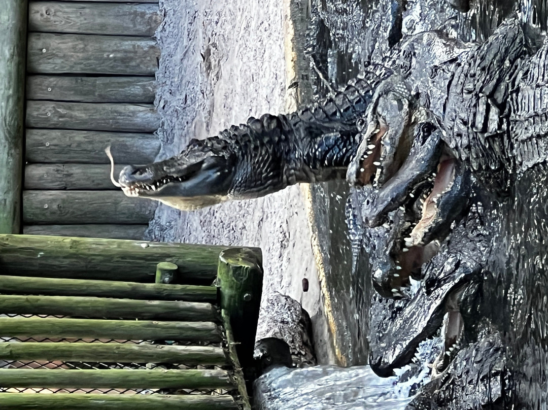 St. Augustine Alligator Farm Zoological Park-圣奥古斯丁必去景点