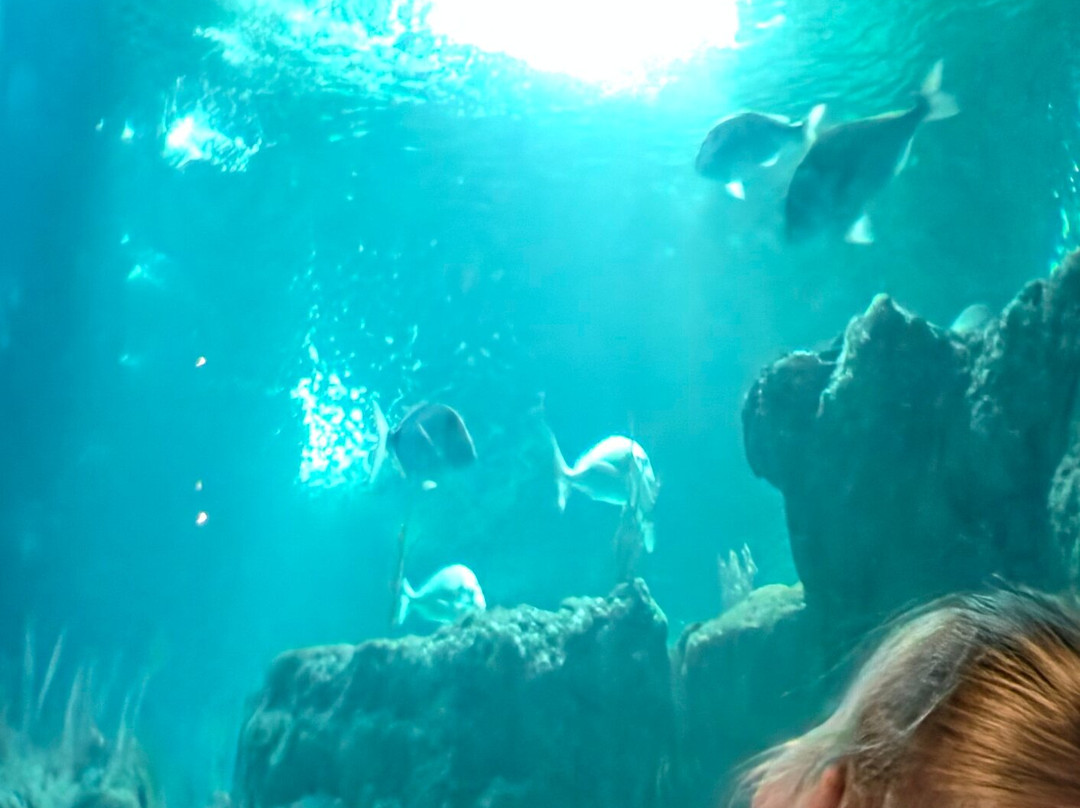 Almunecar Aquarium-阿尔穆涅卡尔必去景点