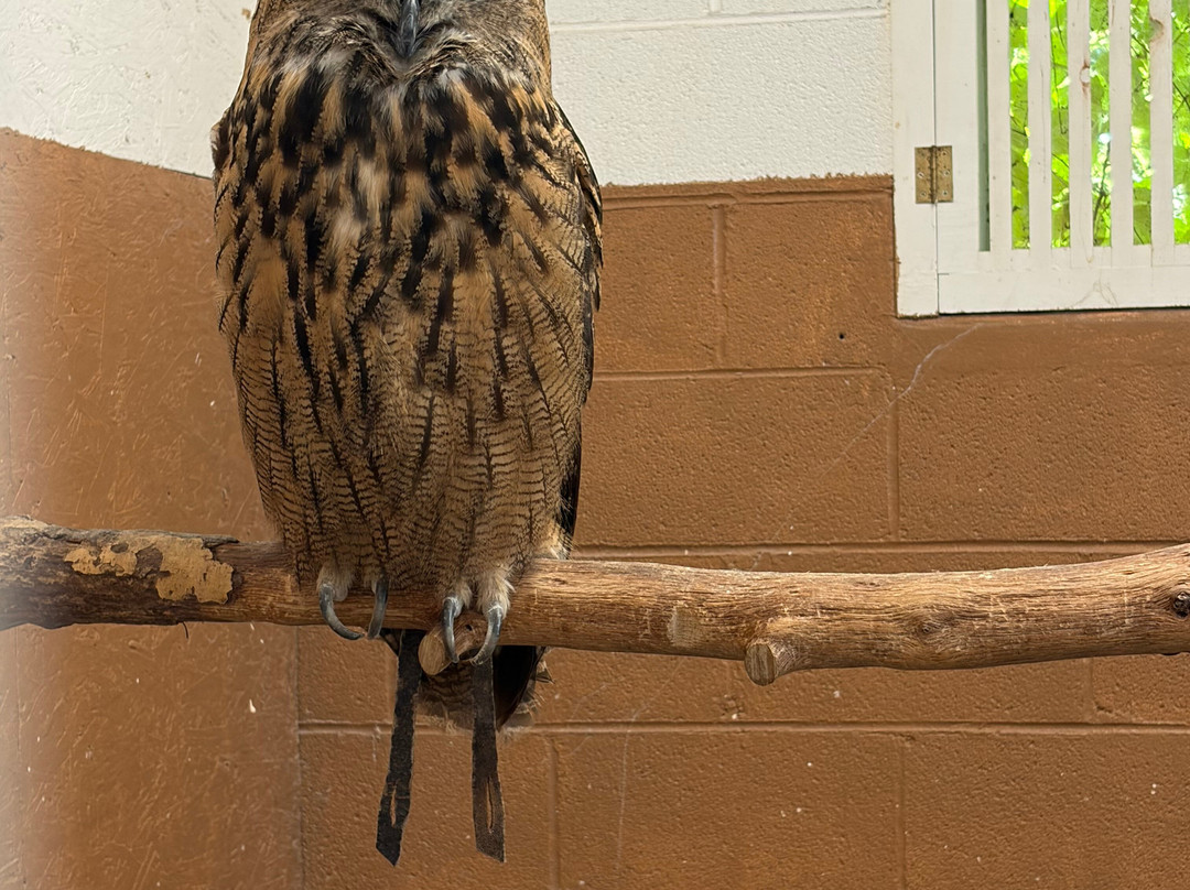 The Greenbrier Falconry-White Sulphur Springs必去景点